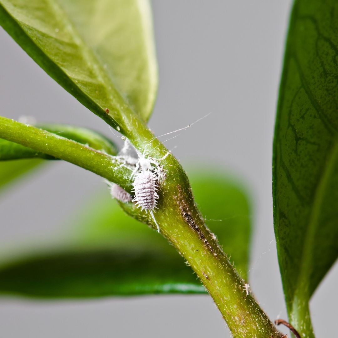 Common pests: mealybugs and aphids