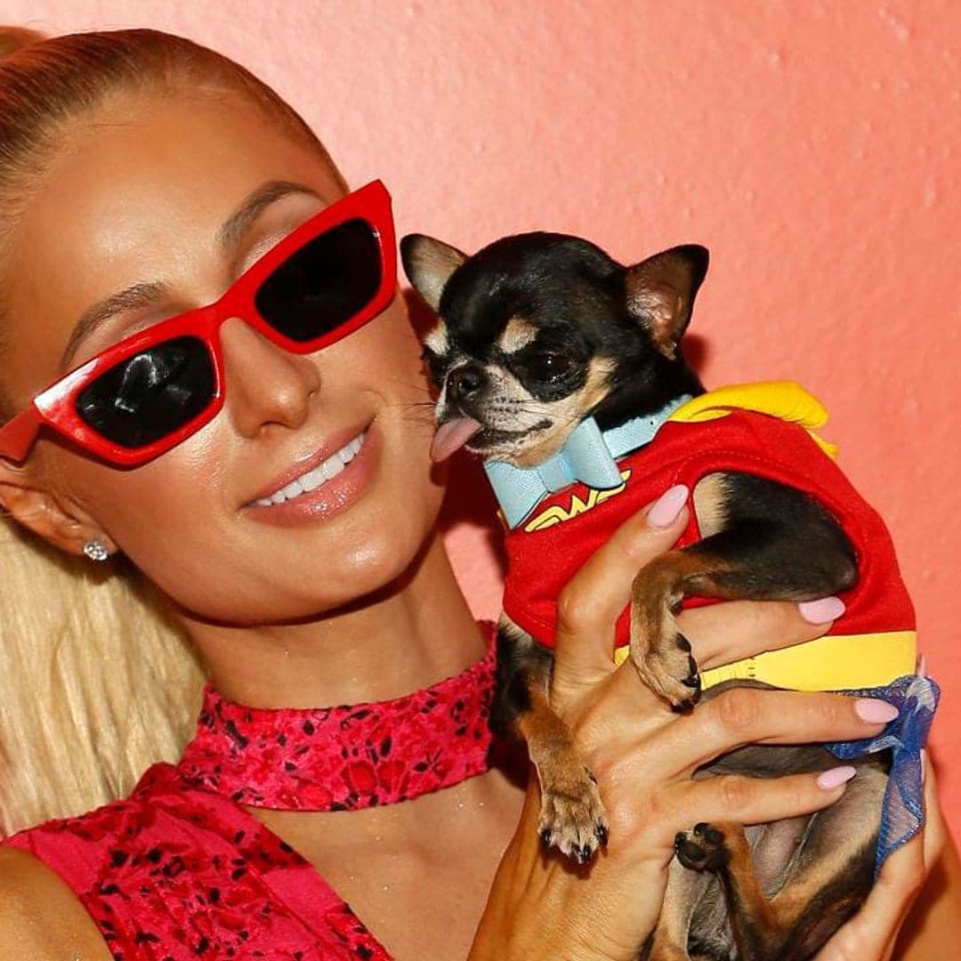 Paris Hilton hires seven pet mediums amid search for her missing dog Diamond Baby