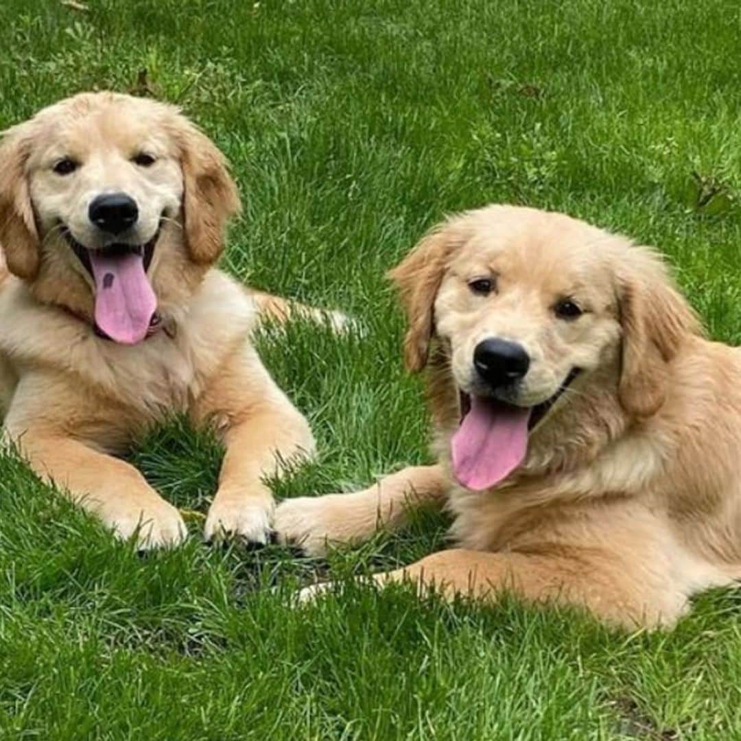 Pet of the week: Meet Sadie and Rudy, two mischievous puppies always up to something