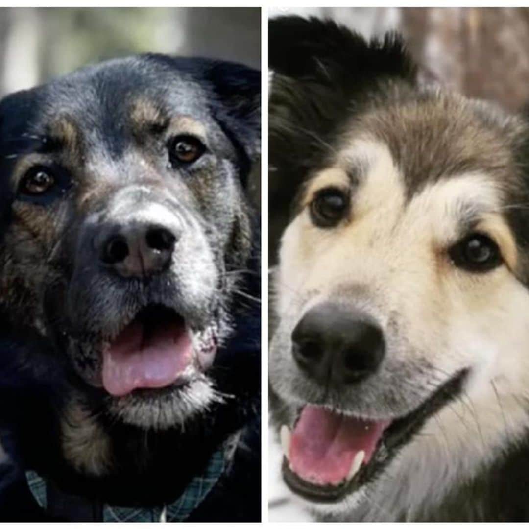 Pet of the week: This pair of pups go viral for their FaceTime calls