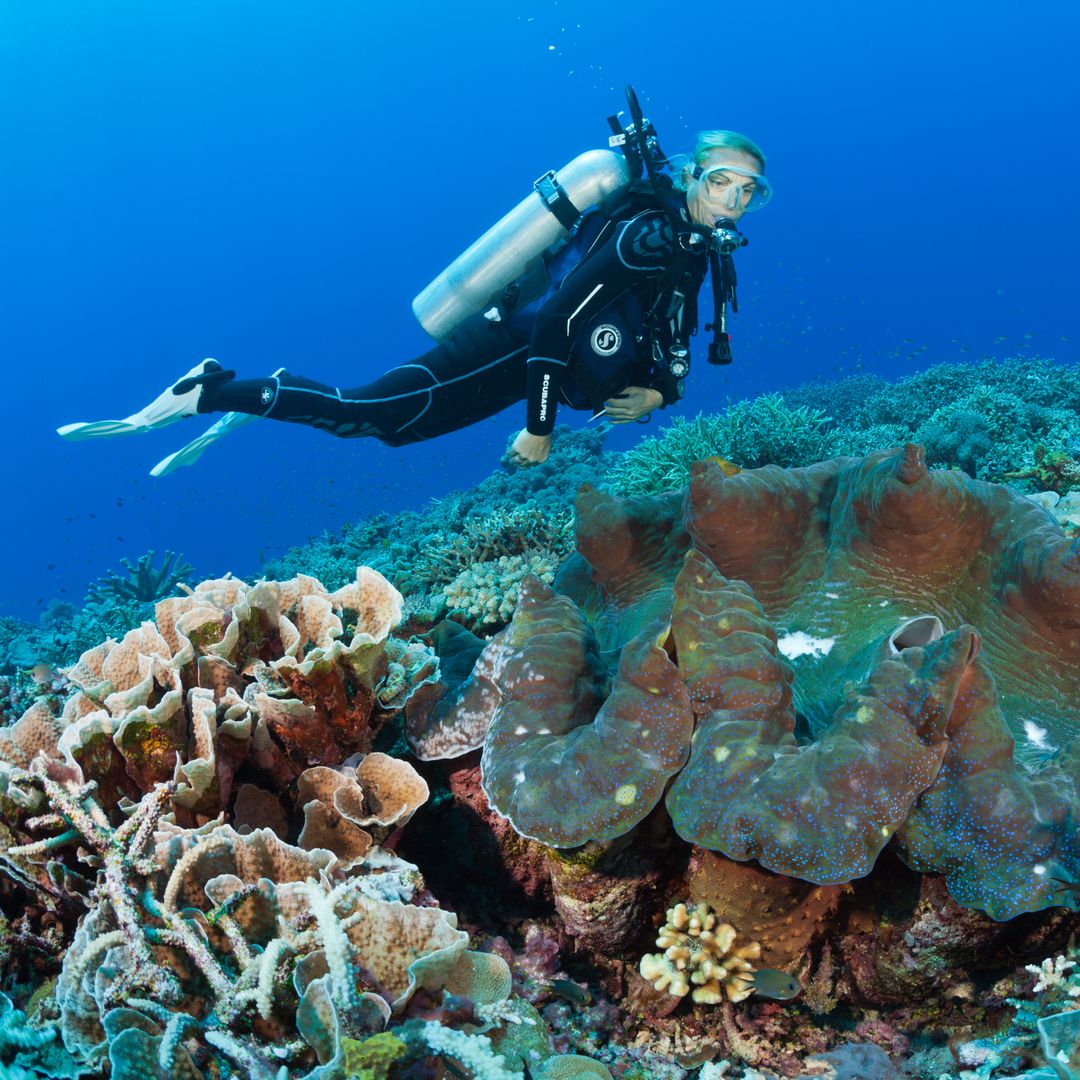 World's largest coral found in Pacific thrills scientists: 500-year-old giant covers half a soccer field