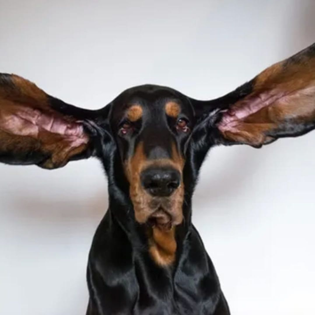 Pet of the week: Meet Lou, the dog with the longest ears