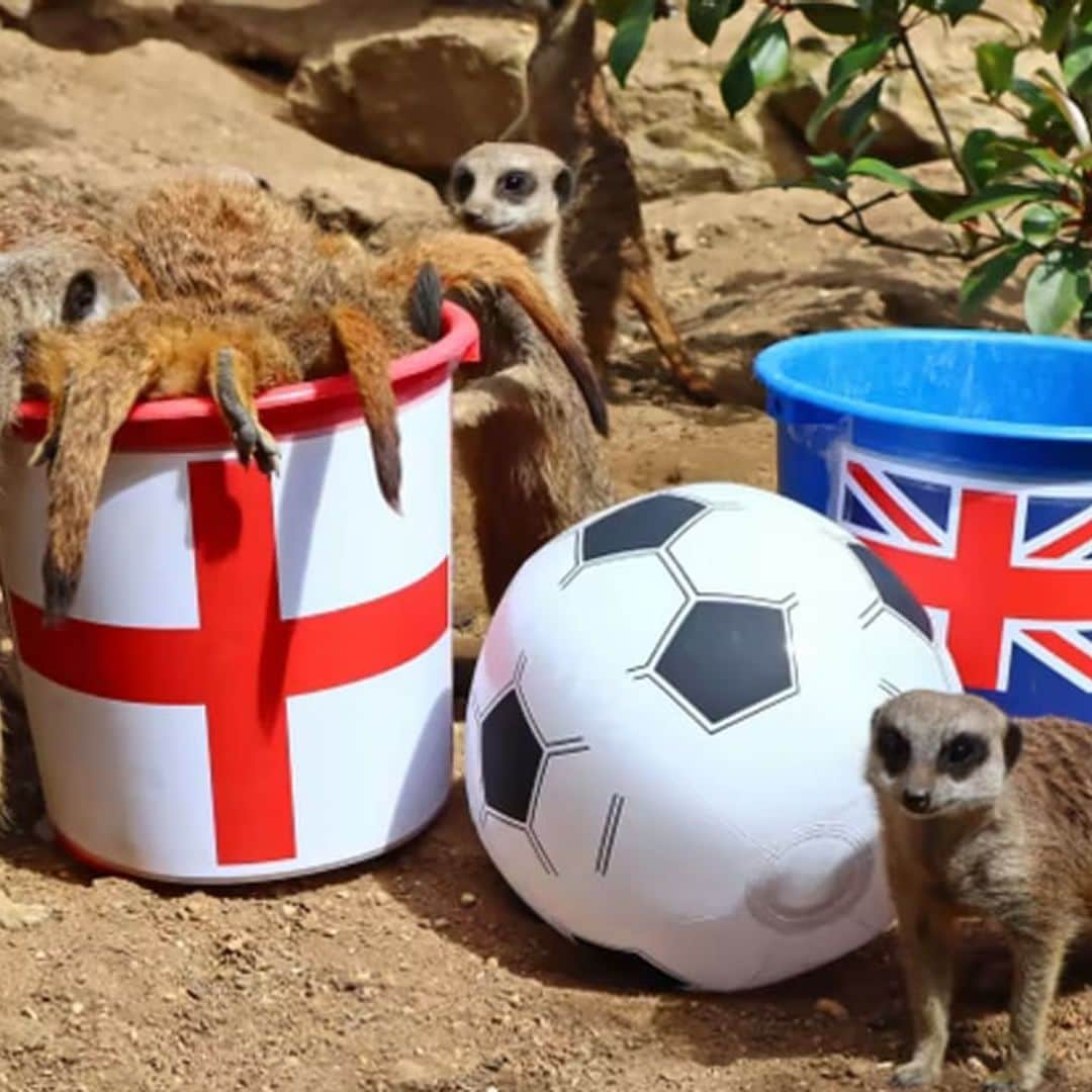 England’s advancement to World Cup final was predicted by mystic meerkats