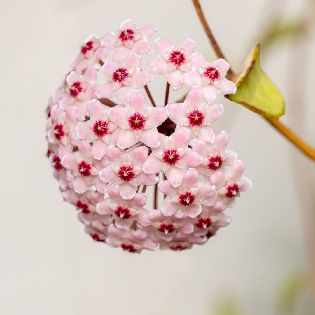 Hoya Plant care made easy: Simple steps to keep it healthy and beautiful 