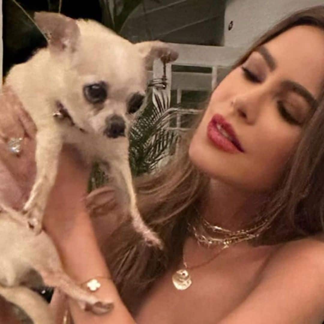 Pet of the week: Sofia Vergara celebrates her ‘vicious’ chihuahua’s 10th birthday
