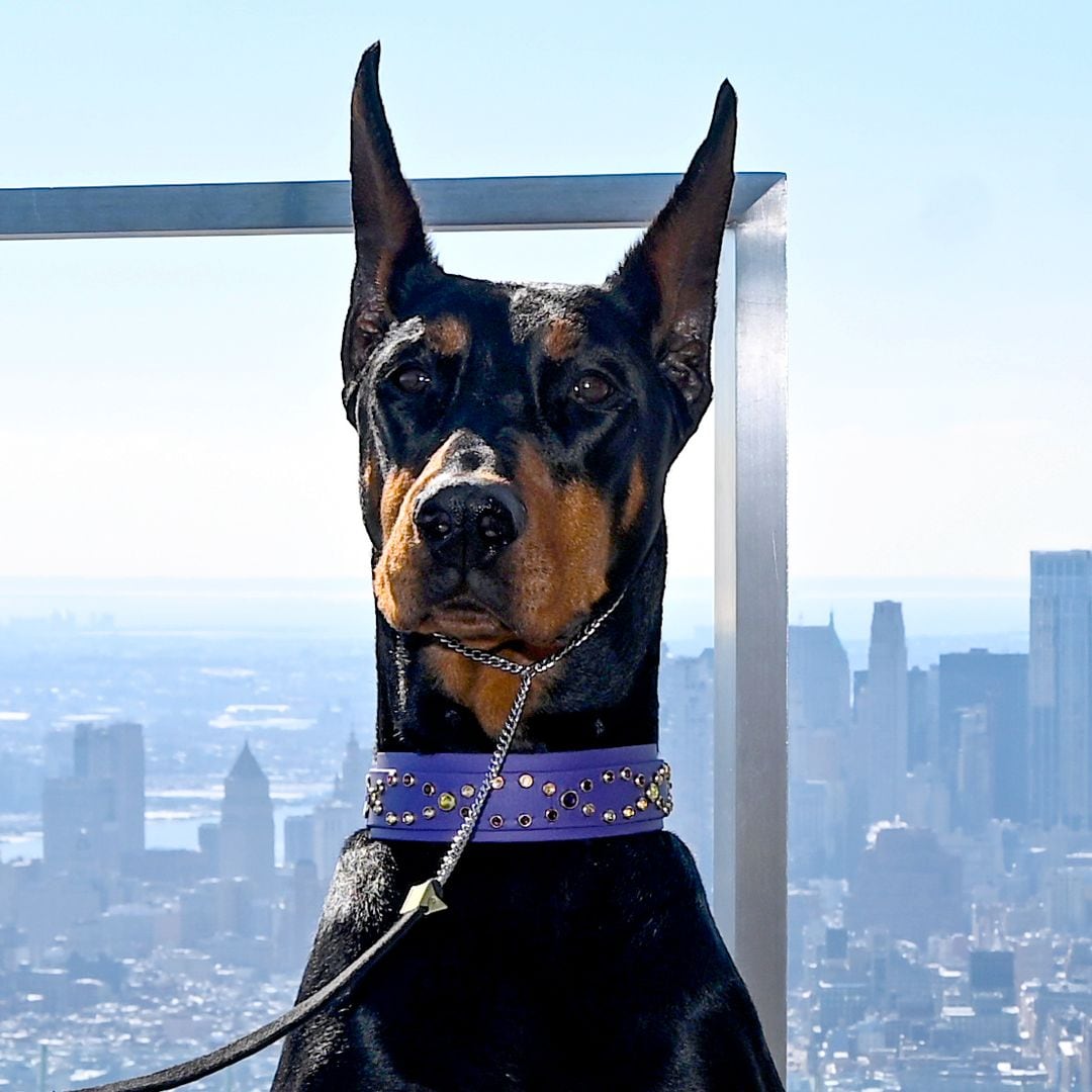 Penny the Doberman looks ahead to her mom life after winning Best in Show at Westminster