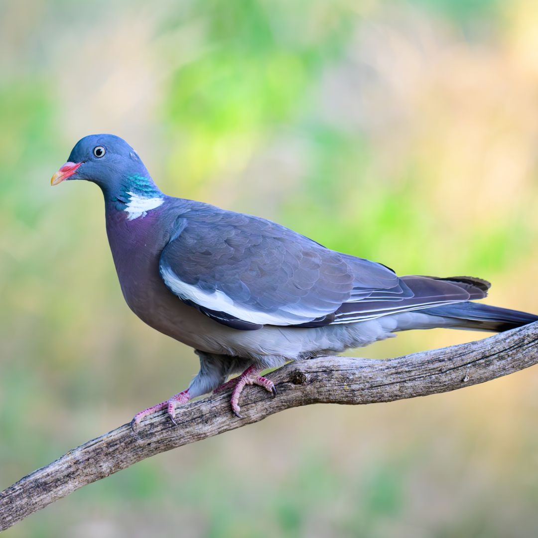 Smoke-injured pigeon seeks help from firefighters in heartwarming viral rescue