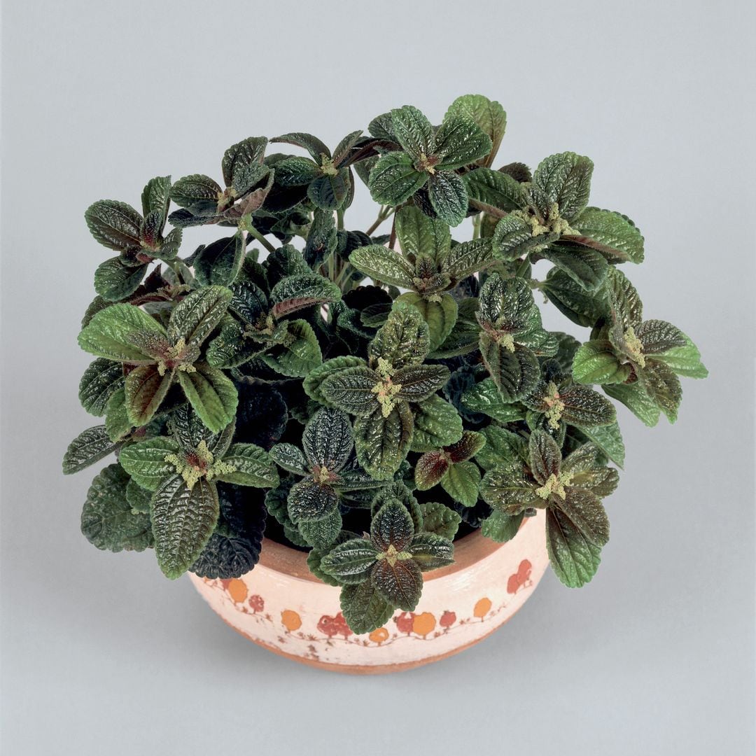 Where to place it indoors