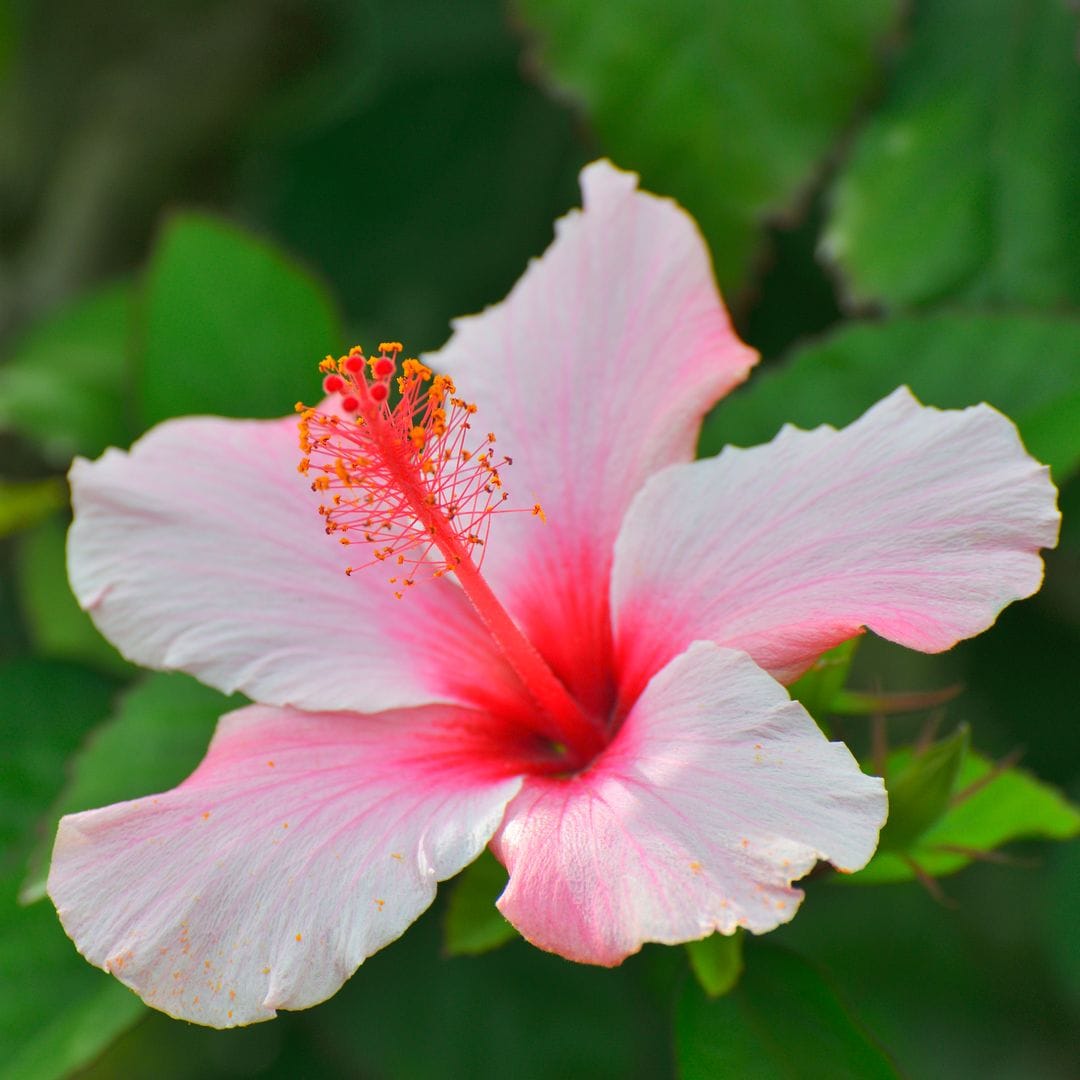 Why Hibiscus is the best tropical plant for adding color and charm indoors