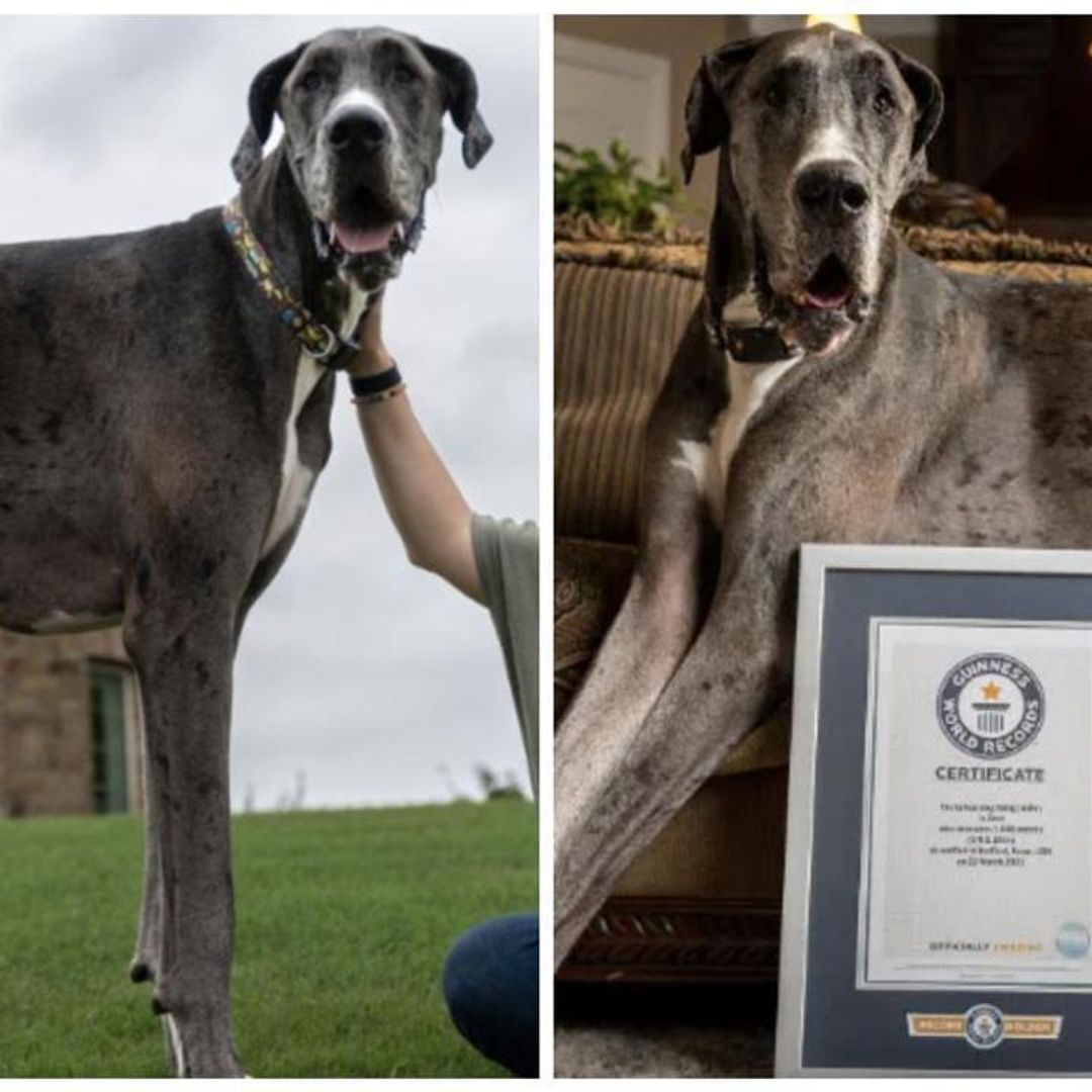 Pet of the week: Meet Zeus the Great Dane, the tallest dog in the world