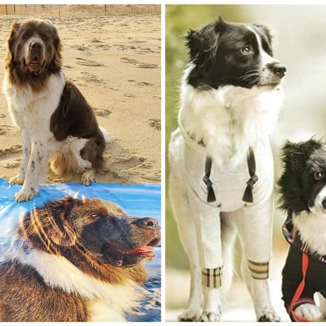 Celebrate National Pet Day with these perfect gifts for you and your furry friend