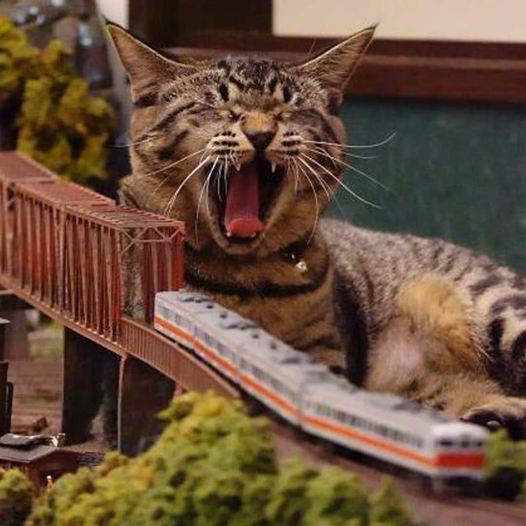 How stray cats saved this Japanese restaurant from going out of business