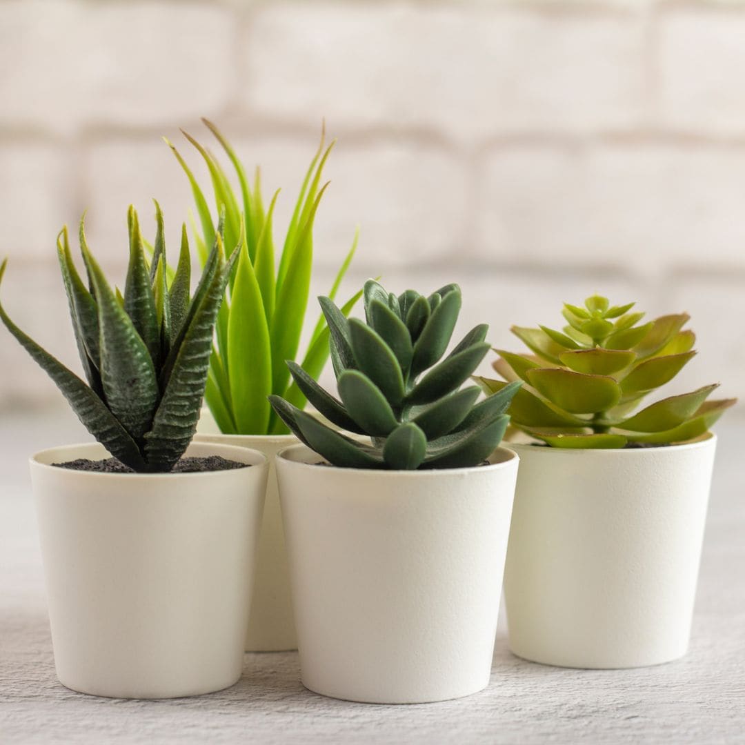 Smaller plants for the front