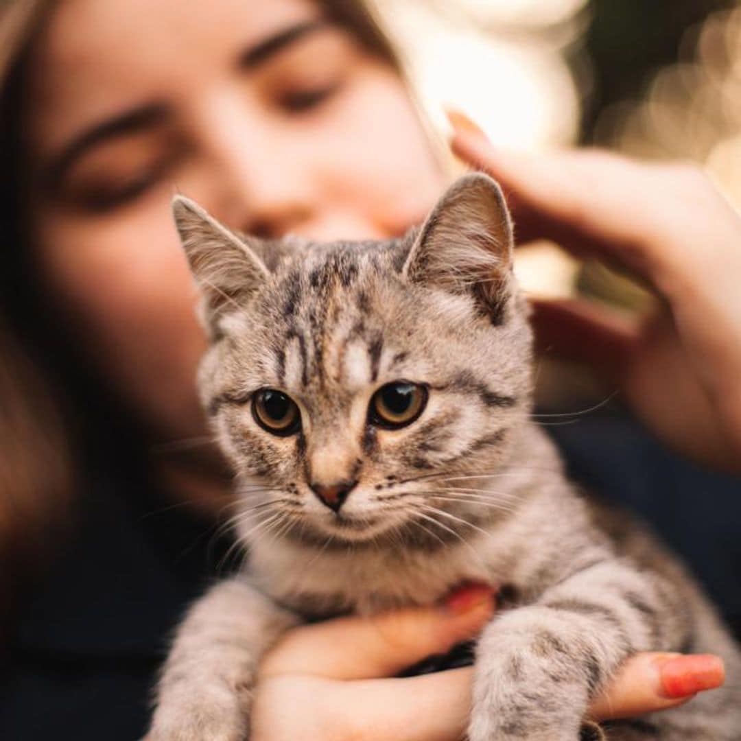 How do cats apologize to their owners?