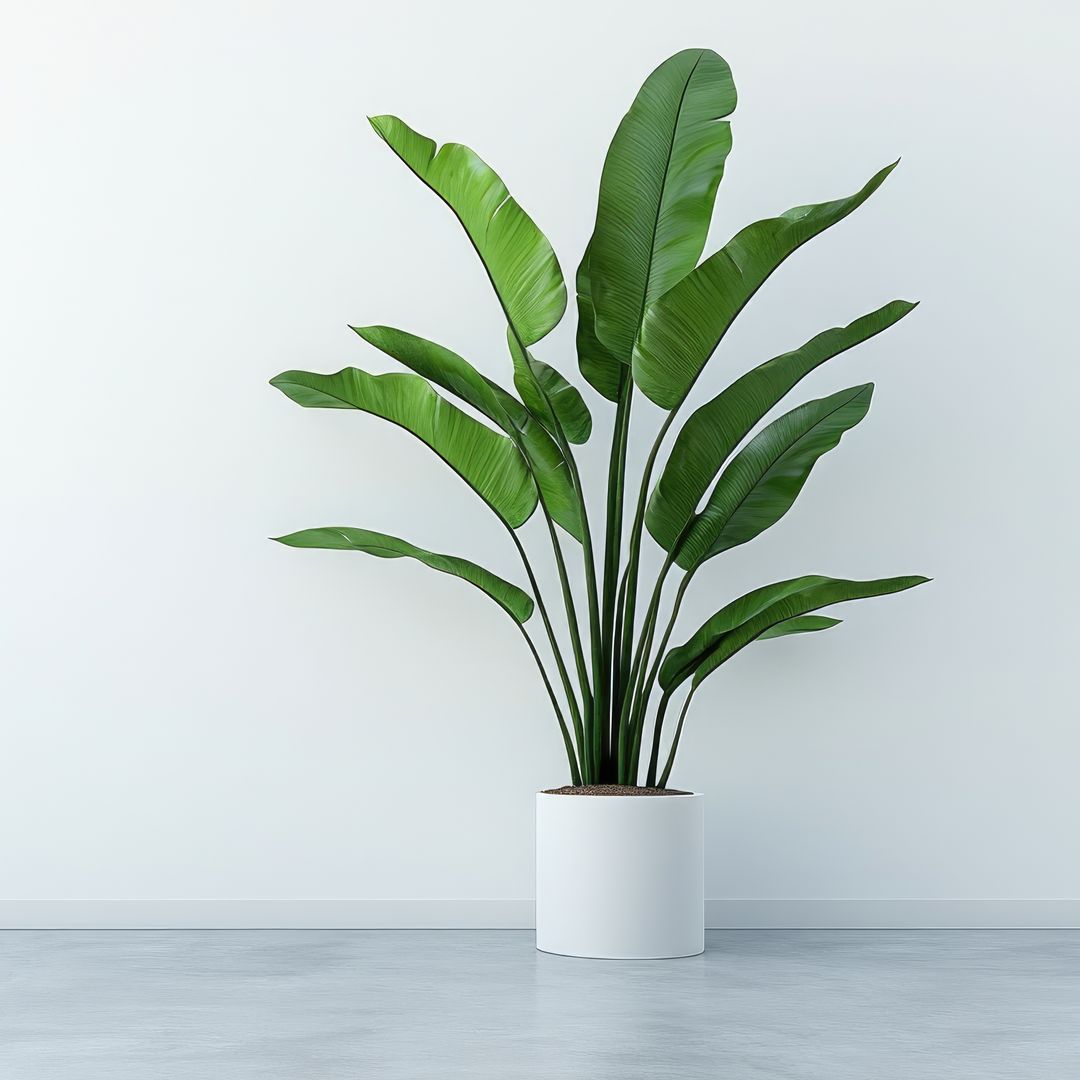 Tall plants for the center