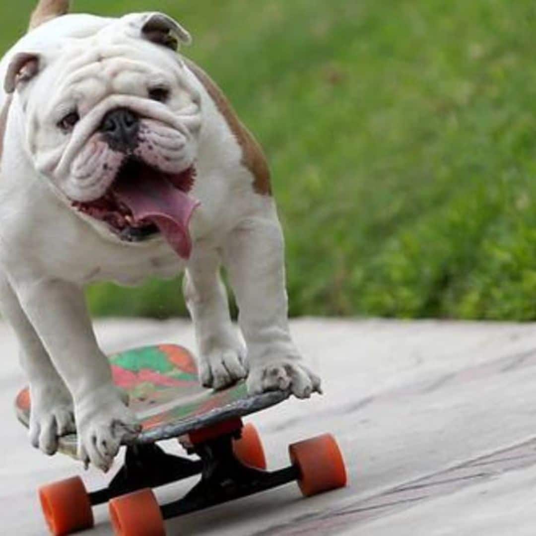 Pet of the week: Remembering Otto, the skateboarding dog from Peru