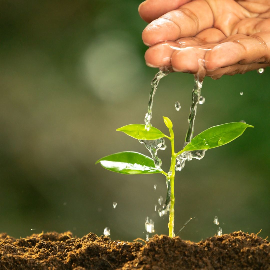 Care Of New Life - Watering Young Plant