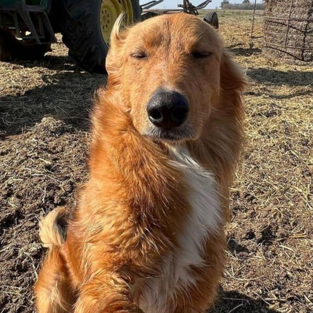 Pet of the week: This farm dog learned how to take selfies and has not stopped ever since