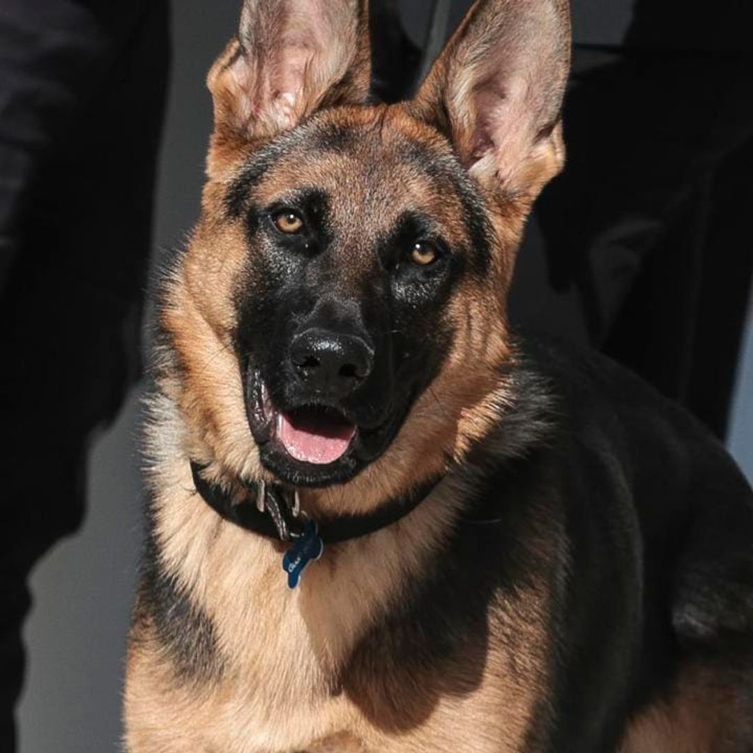 WATCH: Joe Biden’s adorable dog is giving a tour of the White House