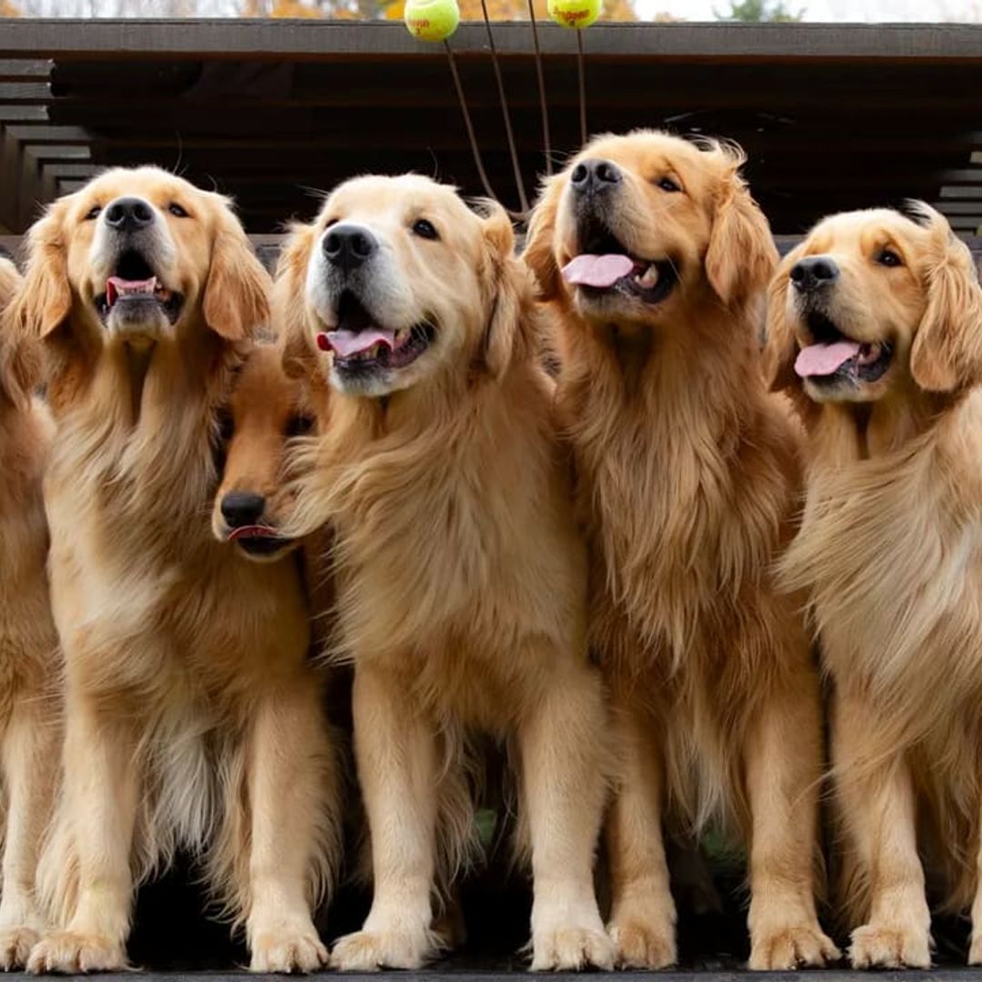 Pet of the week: This Golden Retriever farm allows guests to play with adorable pups
