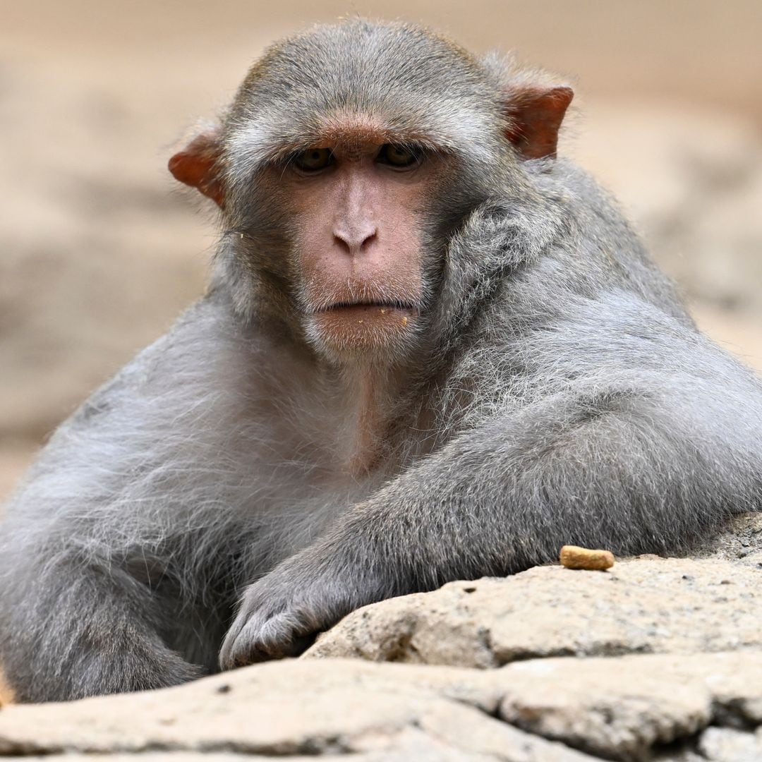 Mississippi mom takes aim at one of the escaped lab monkeys in her backyard