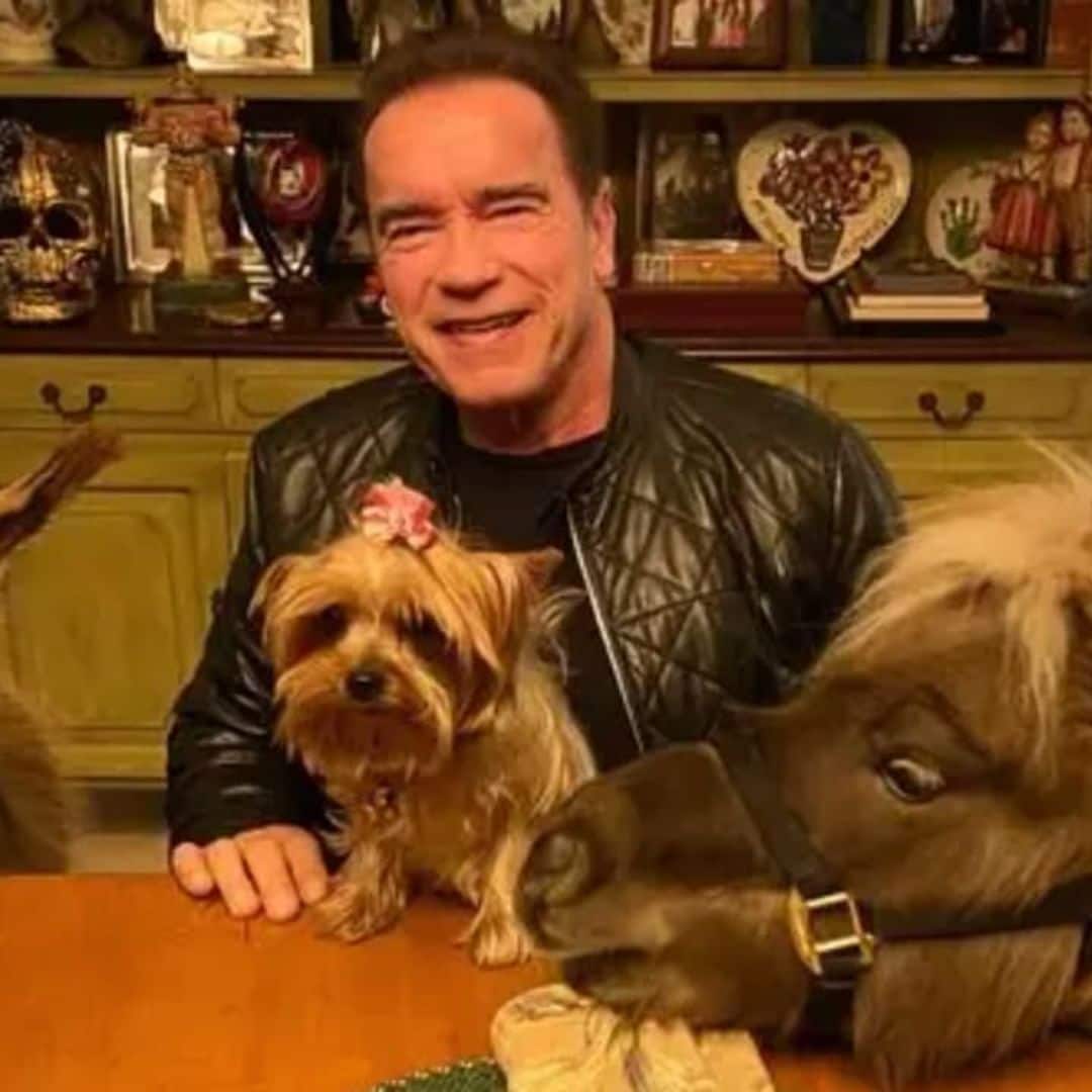 Pet of the week: Meet Lulu, Arnold Schwarzenegger’s pet donkey