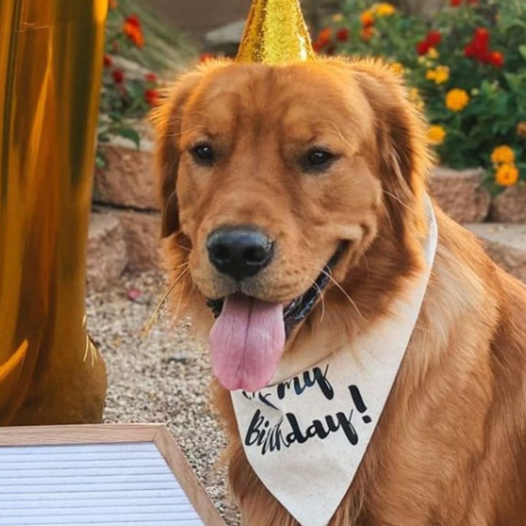 Pet of the week: This golden retriever celebrated his birthday with a pool party and 200 tennis balls