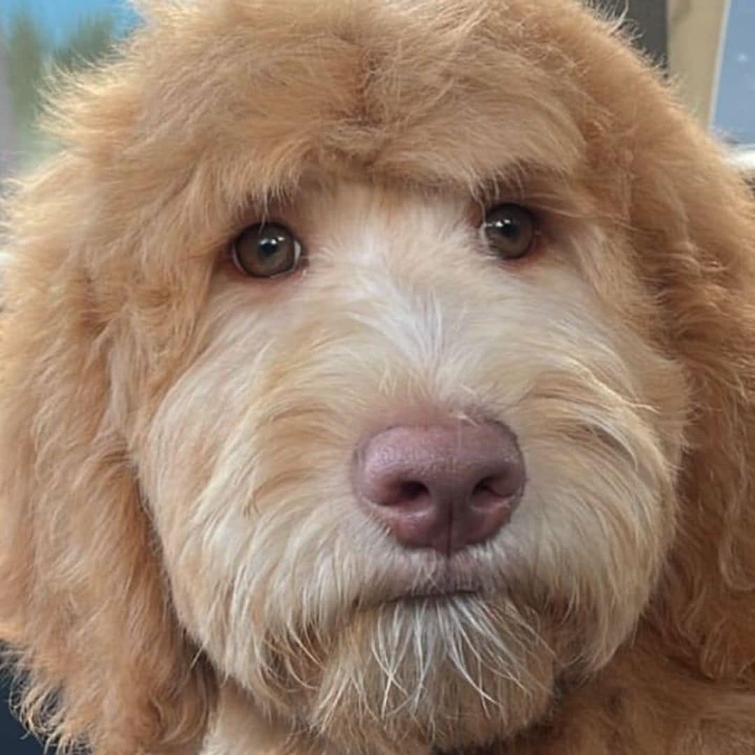 Pet of the week: Meet Layla, the pup who looks ‘exactly like Will Ferrell’