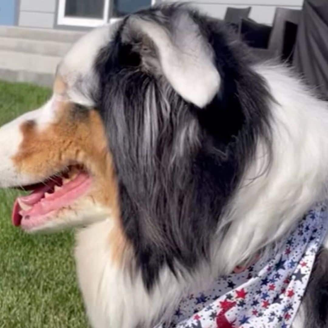 Pet of the week: Meet Jubilee, the blind dog who ‘sees with her heart’