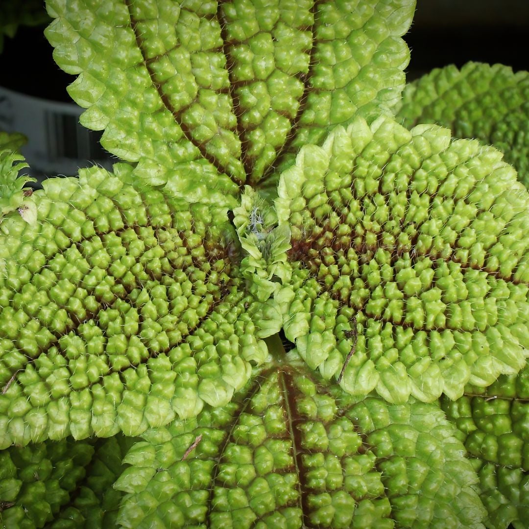 The indoor plant everyone wants: resistant, easy to care for, and fast-growing