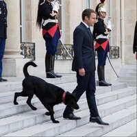 Juguetón, leal y bien portado, así es 'Nemo', el perro que adoptó Emmanuel Macron