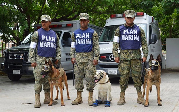 perritos-rescatistas-mexico