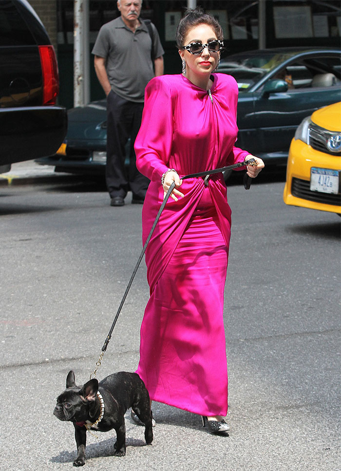 Los perros de Lady Gaga