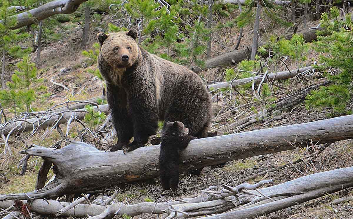 Oso 