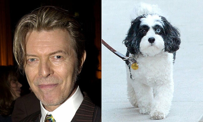 David Bowie's dog has different colored eyes – just like his owner