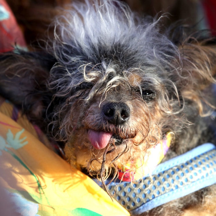 World's Ugliest Dog