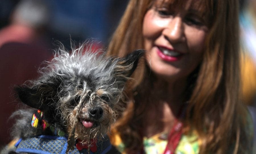 Meet Scamp the Tramp, this year's World's Ugliest Dog