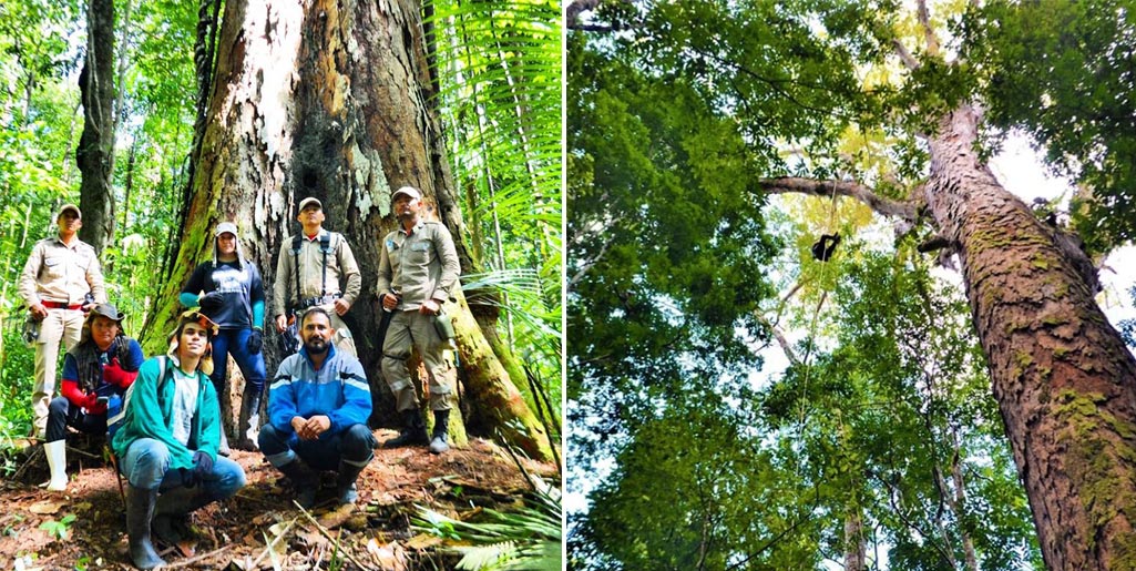 El árbol más alto del Amazonas sobrevivió a pesar de los fuertes incendios en la zona