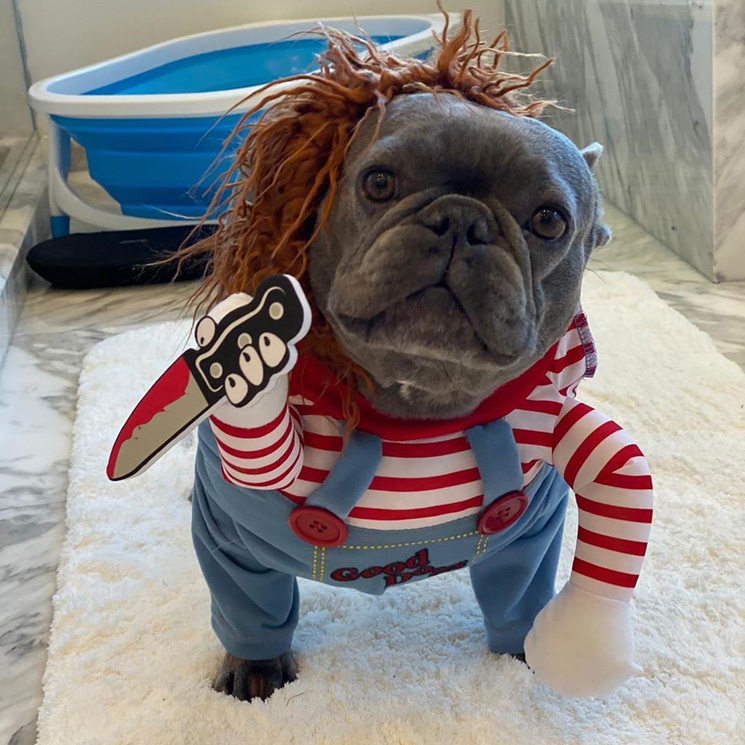 Celebrity Halloween costumes: Pet Edition