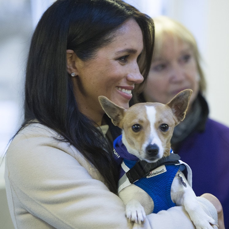 Meghan Markle helps adorable rescue dog to find a new home