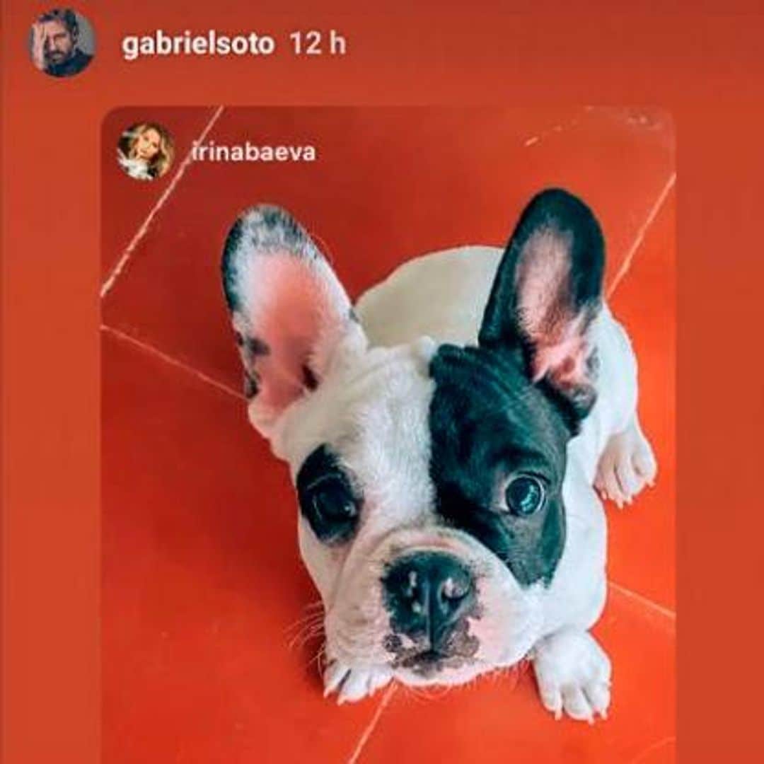 Mascota de Irina Baeva