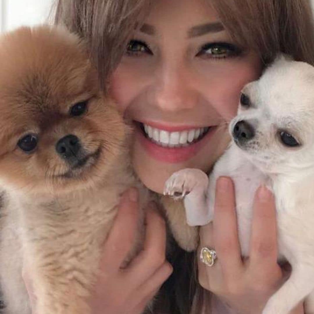 La Chihuahua Gigi también es parte de la familia