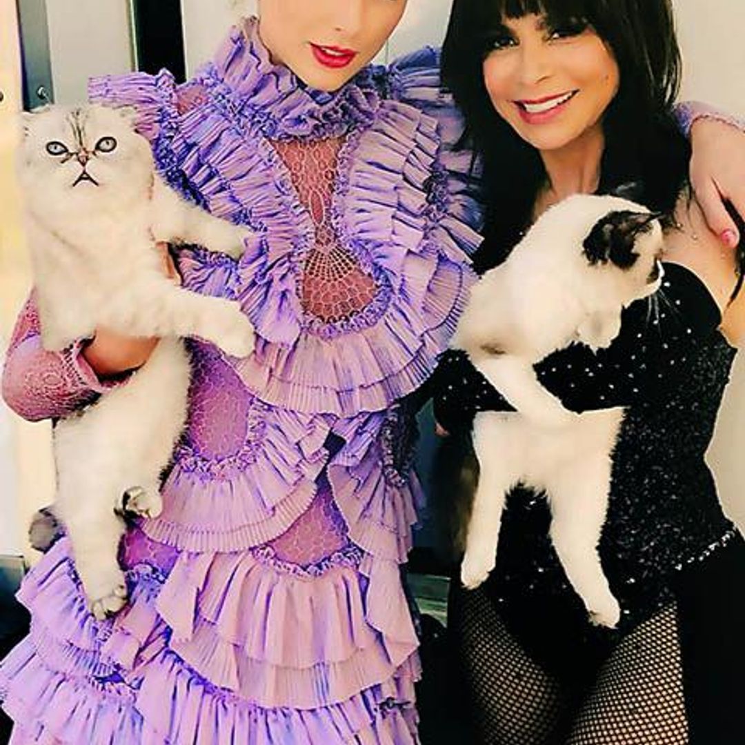 Taylor Swift amor felino