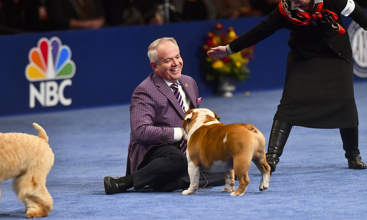 Canine Breeds Compete In National Dog Show Held Outside Of Philadelphia