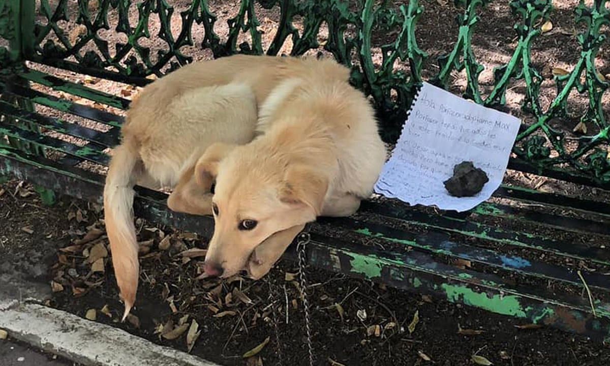 dog abandoned park bench mexico