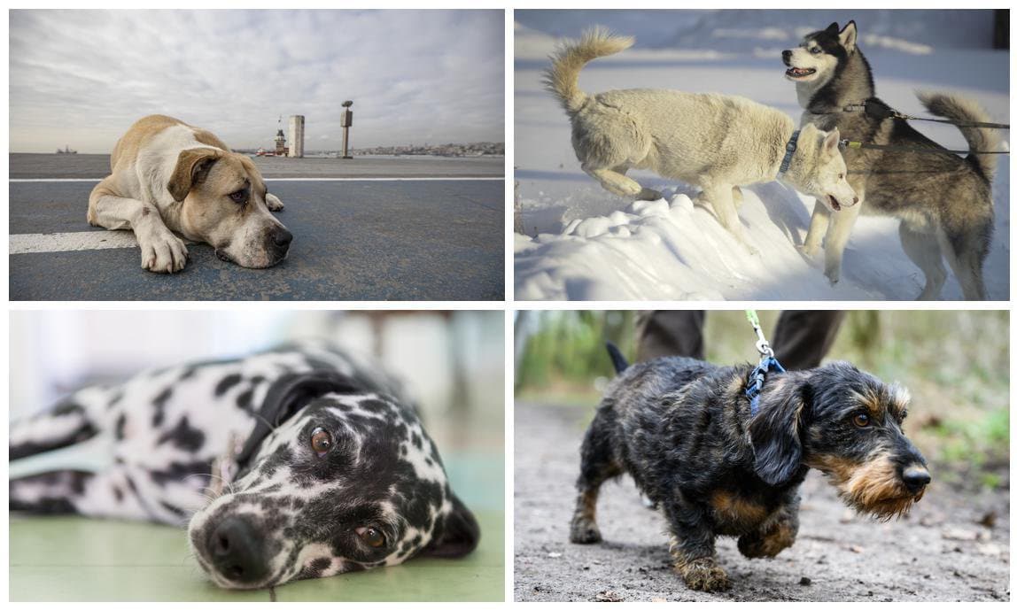 Collage de perros ¿ qué nos dicen los movimientos de su cola?