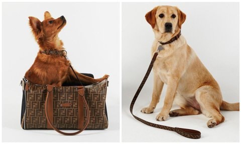 Fendi travel collection for pets