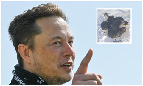 Elon Musk’s biggest supporters of his Starlink satellites might be cold cats