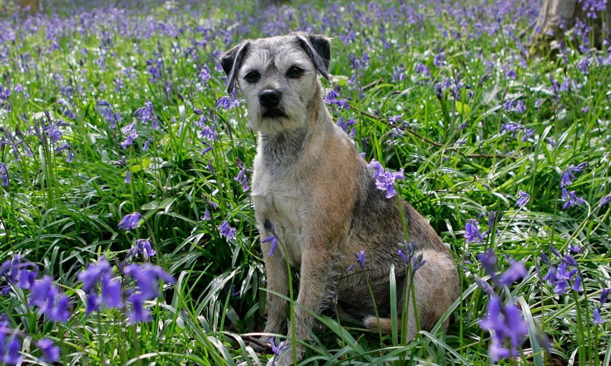 Border Terrier Dog in Bluebell Field, UK