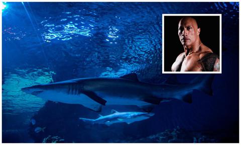 Dwayne ‘The Rock’ Johnson will host 2022 ‘Shark Week’: When, where to watch